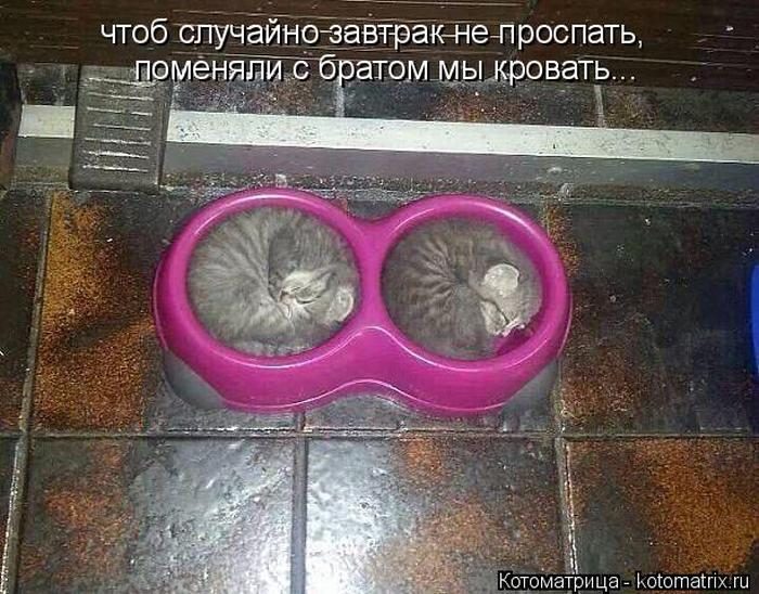 Лучшие котоматрицы недели