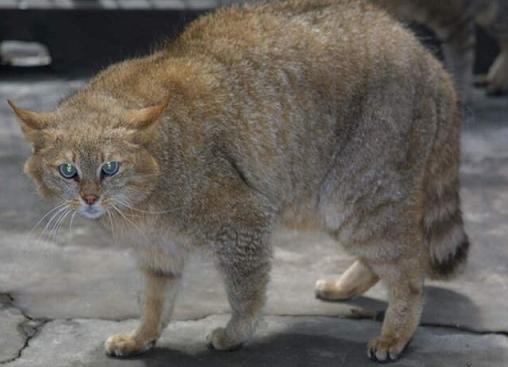 Китайская кошка