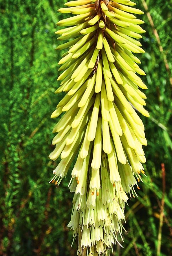   (Kniphofia uvaria)