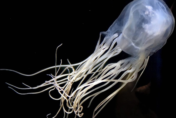  Самые странные носители яда из мира природы (10 фото)