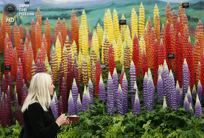 Выставка цветов и ландшафтного дизайна Chelsea Flower Show 2014