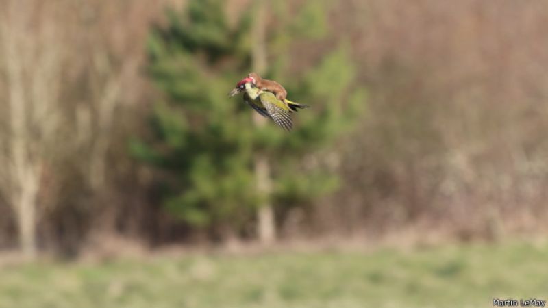 Морской котик на спине кита был замечен у берегов Австралии Морской котик на спине кита был замечен у берегов Австралии