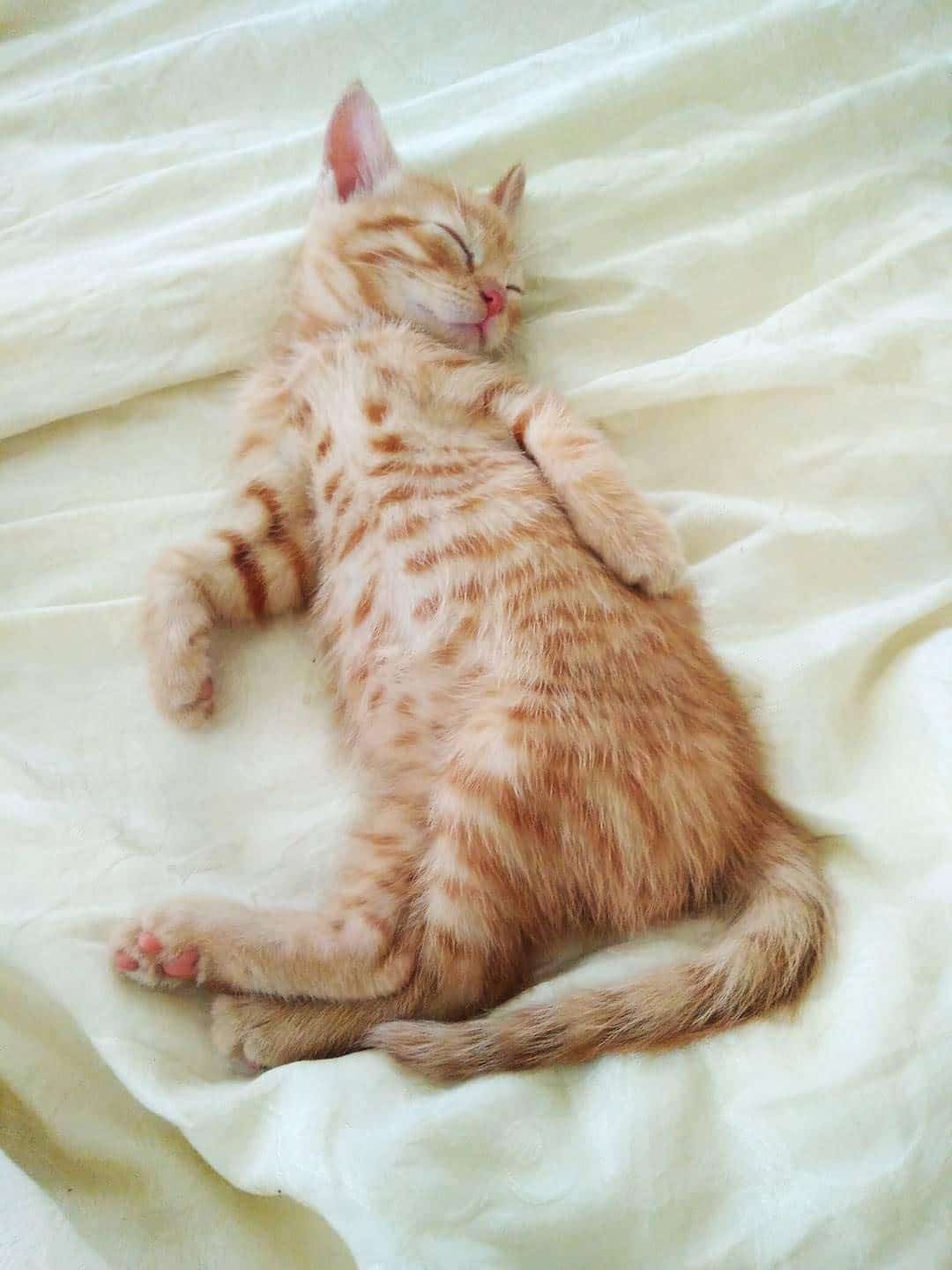 дом для котят рыжий котенок