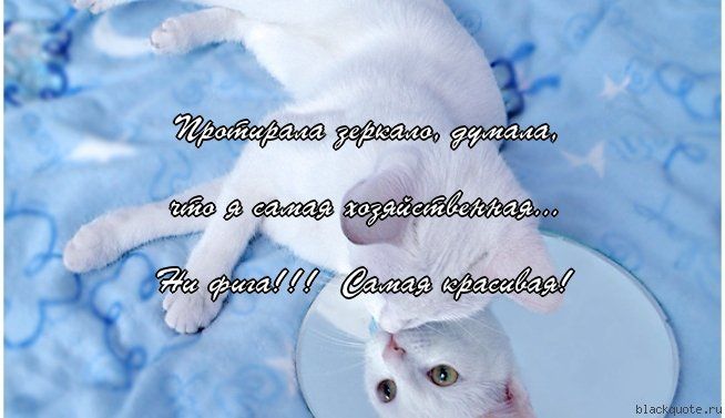 Прикольные цитаты в картинках Прикольные цитаты в картинках