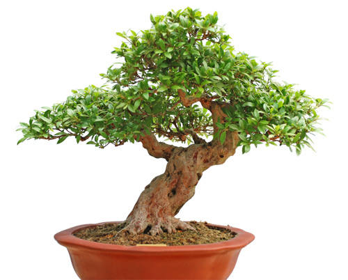 Bonsai Tree