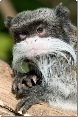 emperortamarin13 emperortamarin13