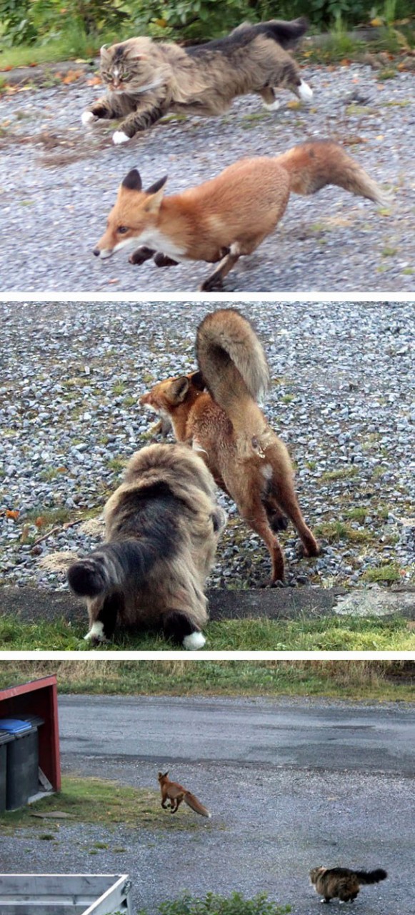 7. Забудьте о мультфильме "Лис и пёс" - теперь у вас есть лис и кот! животные, коты, милота, огромные коты