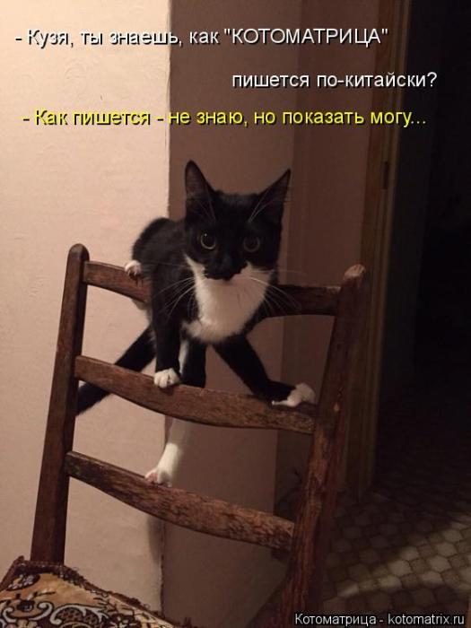 Лучшие котоматрицы недели