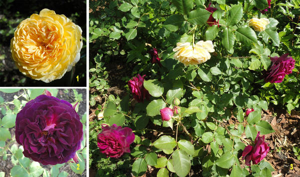 Пример эффектного контрастного сочетания: английские розы Crown Princess Margaret (1) и Munstead Wood (2) прекрасно гармонируют друг с другом (3). Фото автора