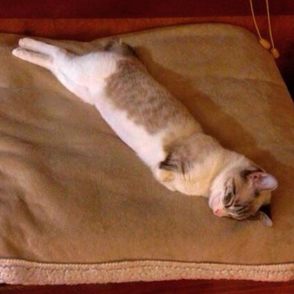 Хозяева отдали эту кошечку в приют из-за её недостатка. Но она все-таки обрела любящую семью…