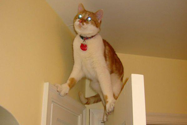 Кошки, загнавшие себя в неловкое положение