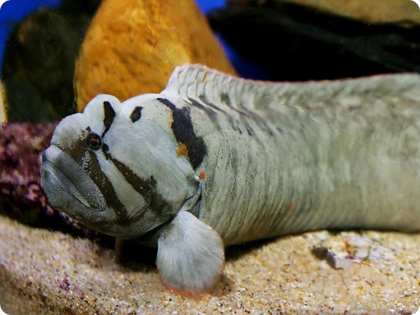 Цебидихтис (лат. Cebidichthys violaceus) Цебидихтис (лат. Cebidichthys violaceus)