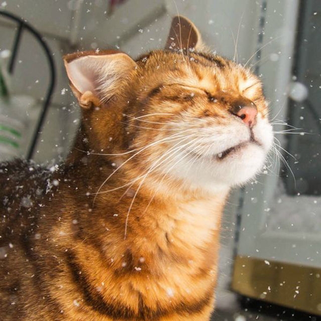 Коты в шоке: смешная реакция котов на первую прогулку за пределами дома Original