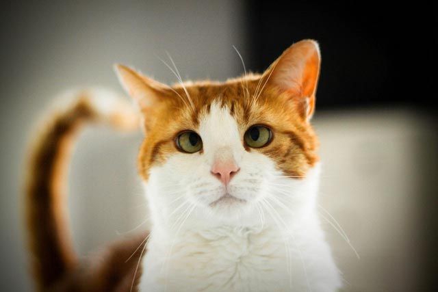 Милейшие косоглазые коты, чей изъян делает их уникальными Милейшие косоглазые коты, чей изъян делает их уникальными животные, косоглазые коты