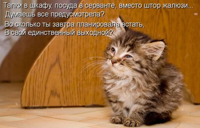 Котоматрица. Часть 2. (45 фото)