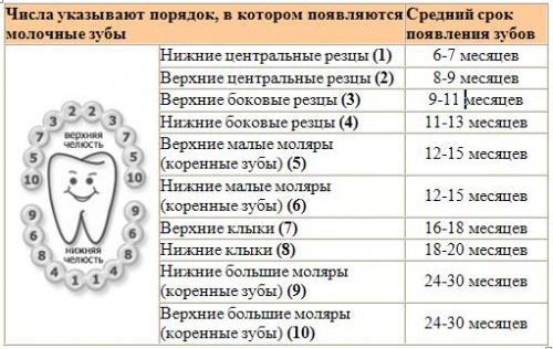 схема прорезывания зубов постоянных