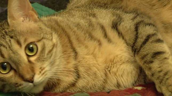 Американский солдат привез из Афганистана кота