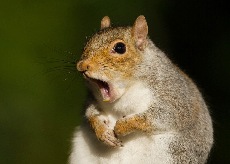 squi