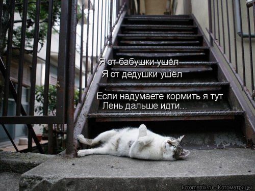 Коллекция лучших котоматриц недели