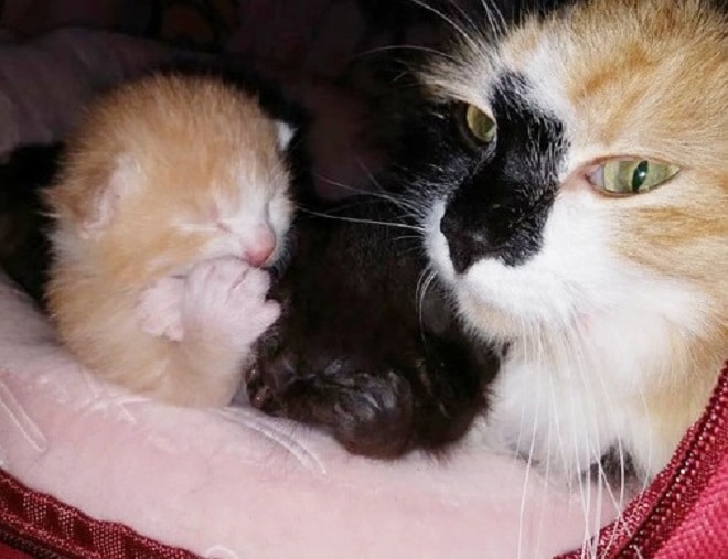 Котята с кошкой Новорожденные котята и кошка