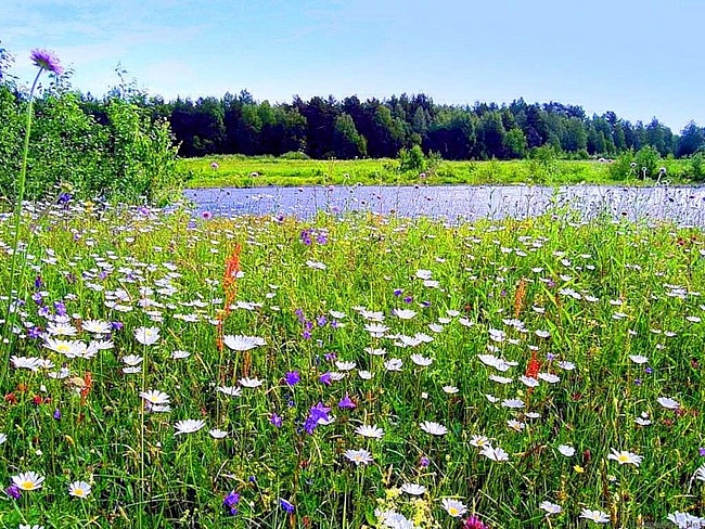 Свежим ароматом пахнет утро...