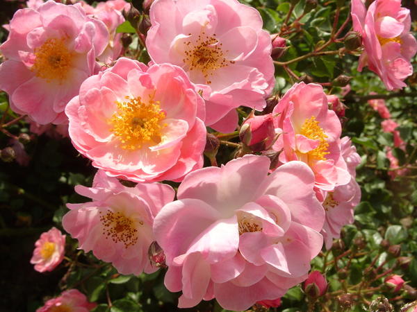 Почвопокровная роза сорт Fleurette