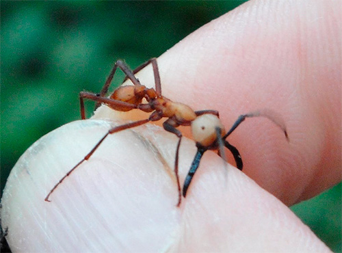 Африканский кочевой муравей