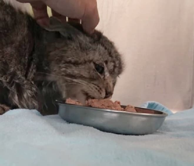 Кот и рука Кот ест