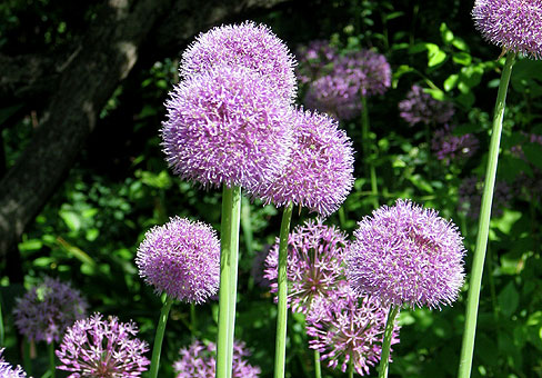 Лук (Allium) Лук (Allium)