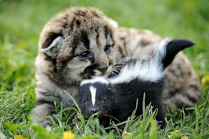 unusual-animal-friends-lion-cub-baby-skunk__700