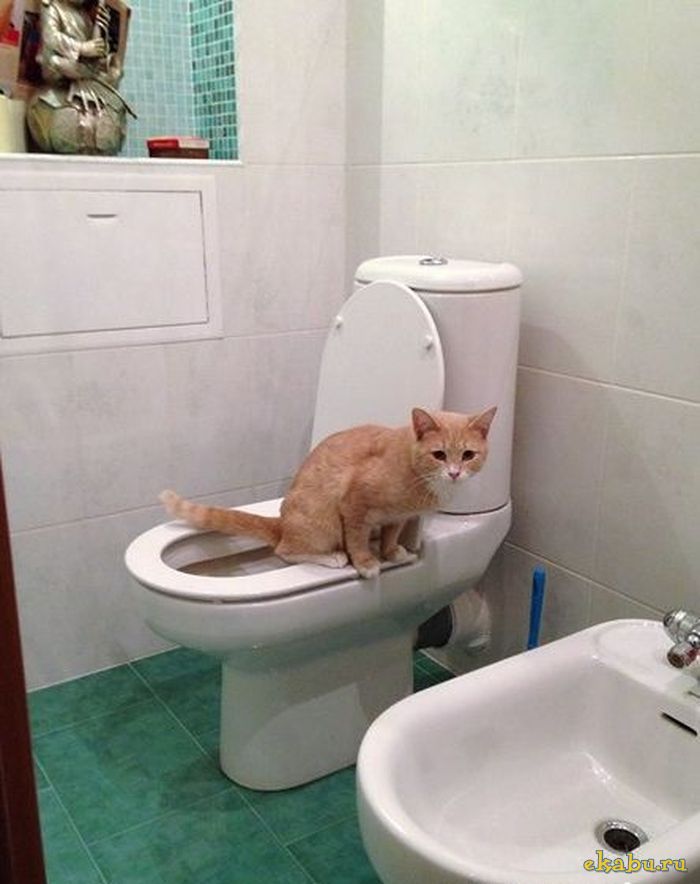      ))))