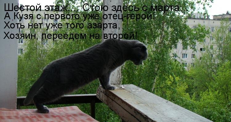 Котоматрица (81 фото)