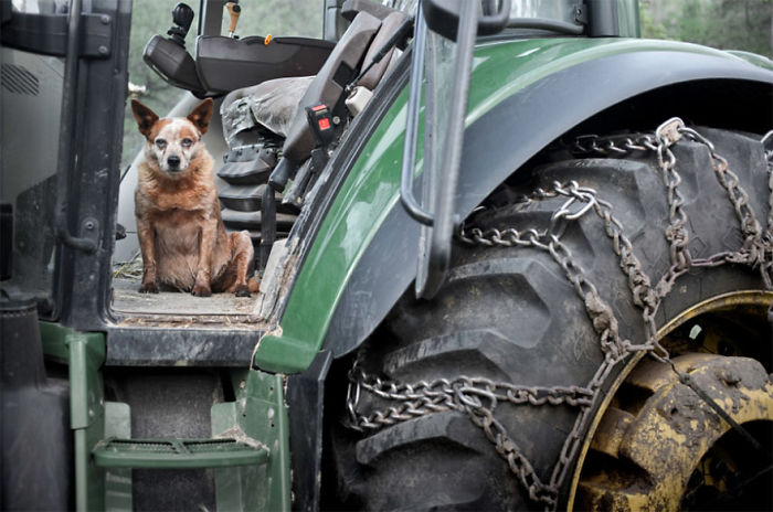 Ginger, 12 Years Old Devils Tower, Wyoming