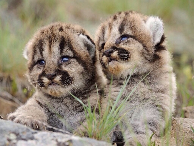 animalbaby42