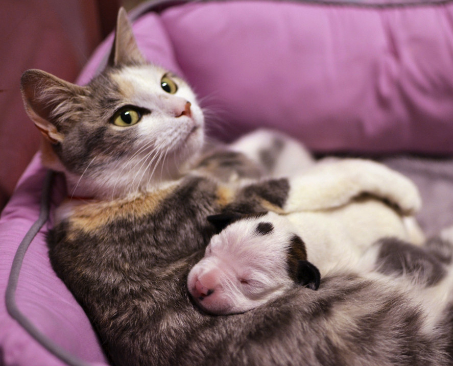 Наша кошка подобрала брошенных котят и принесла домой, а потом… Наша кошка подобрала брошенных котят и принесла домой, а потом…