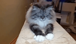 истории про кота