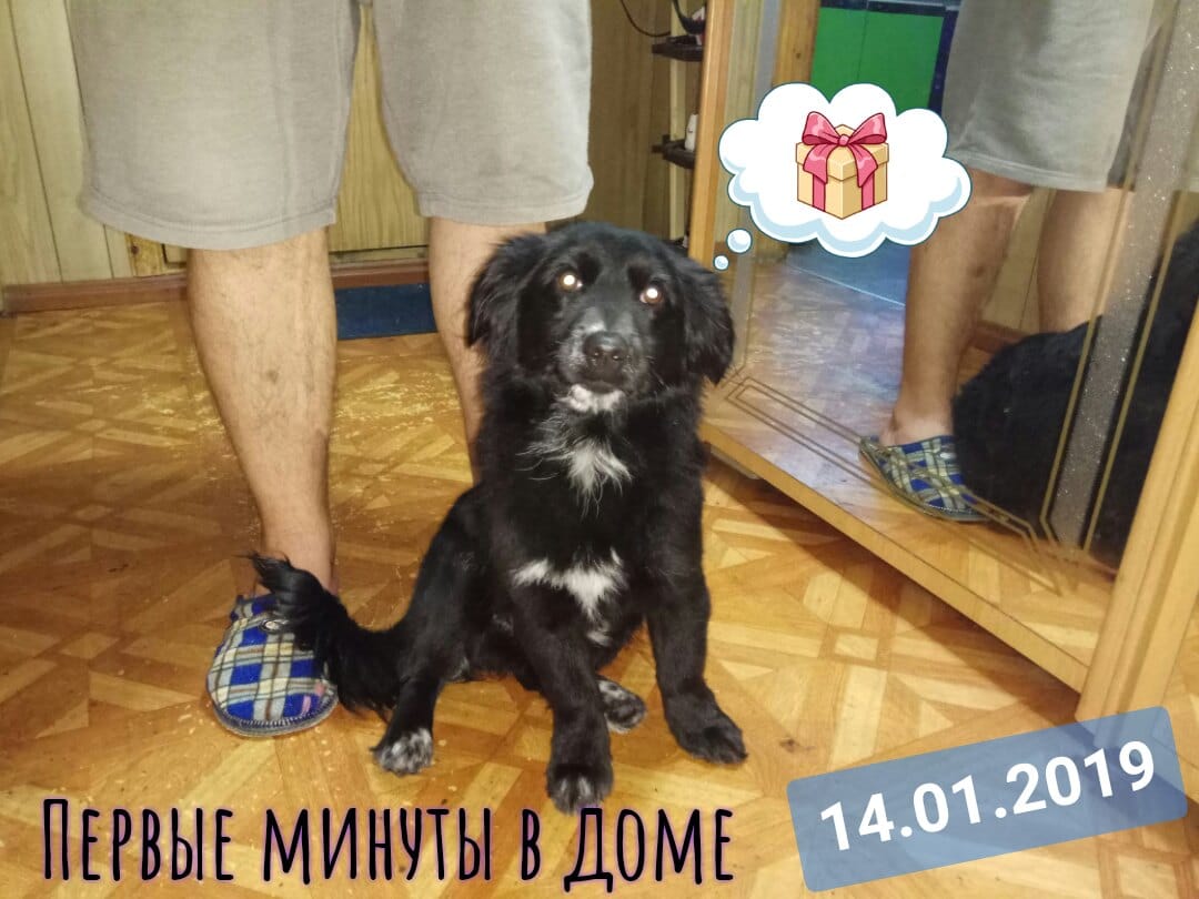 помощь псу пес в доме