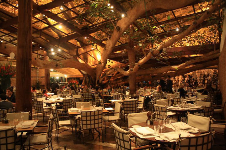 Фиговое дерево в бразильском ресторане дерево, дом, здания