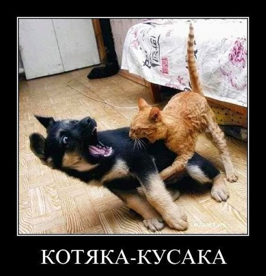 Смешные кошки