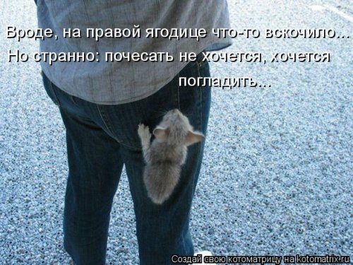 Коллекция лучших котоматриц недели