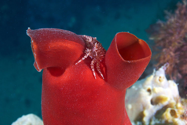 подводный мир