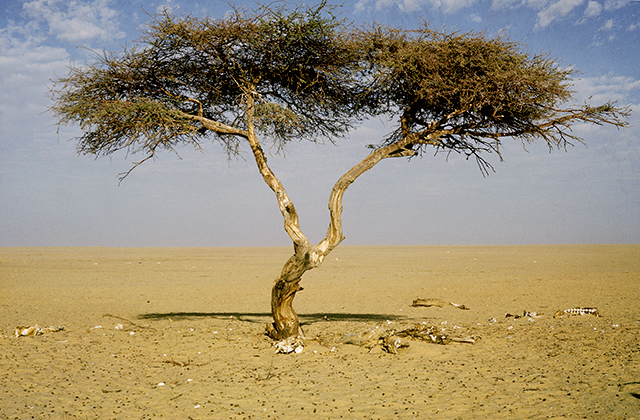 Самое одинокое дерево на земле: акация Тенере