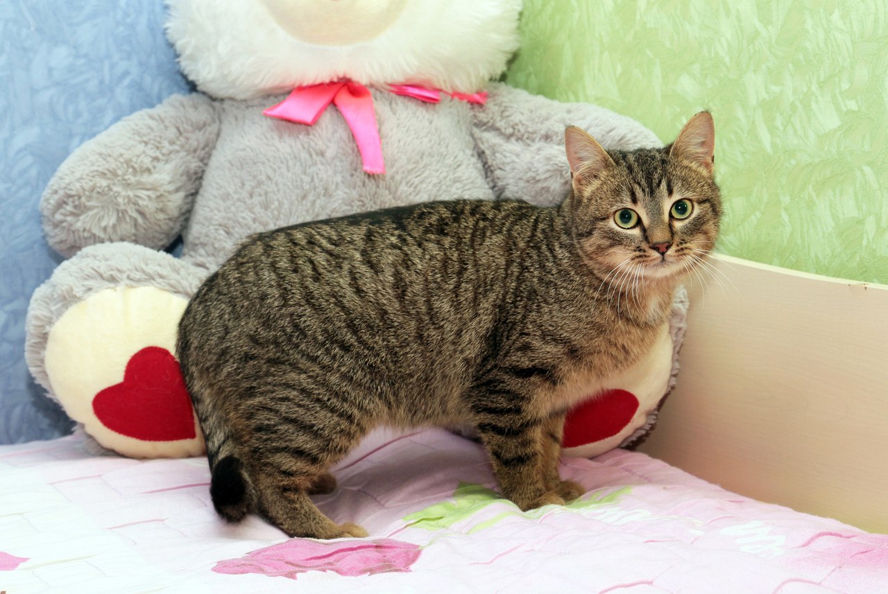 Внимание, укотовители! Не пропустите! Внимание, укотовители! Не пропустите!