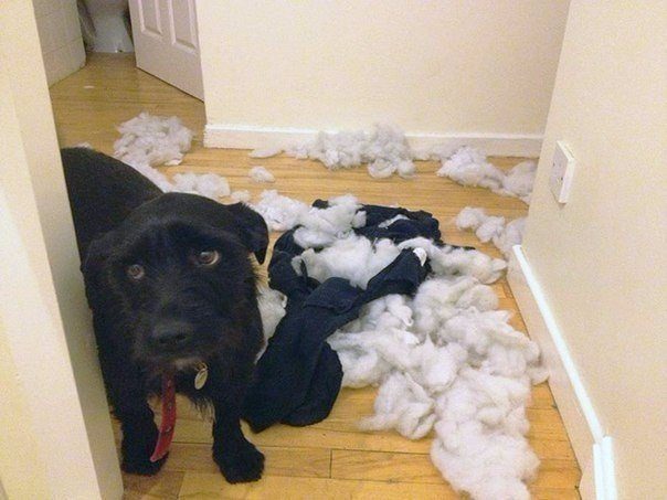 15 собак пойманы с поличным