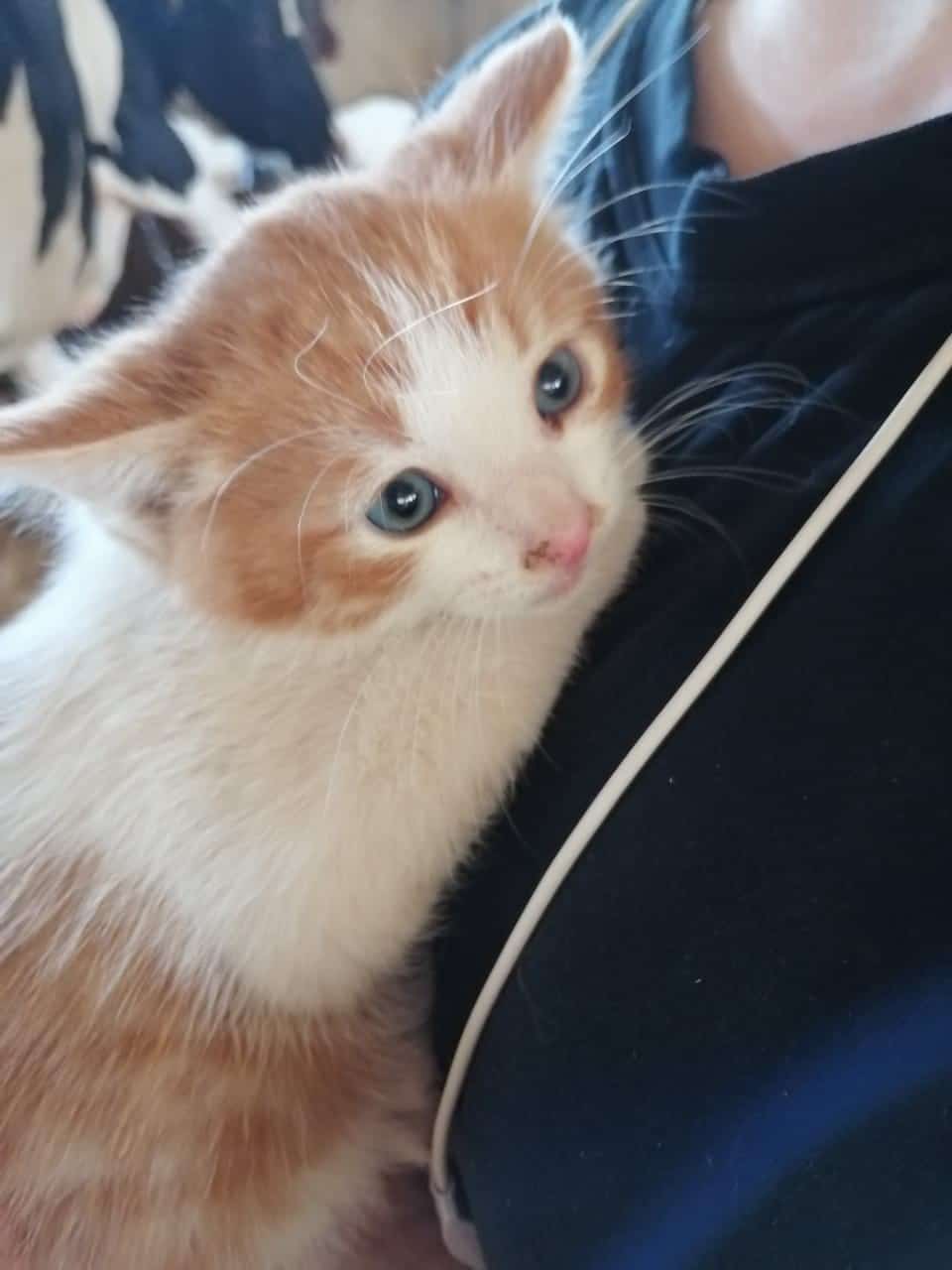 помощь котенку котенок на руках