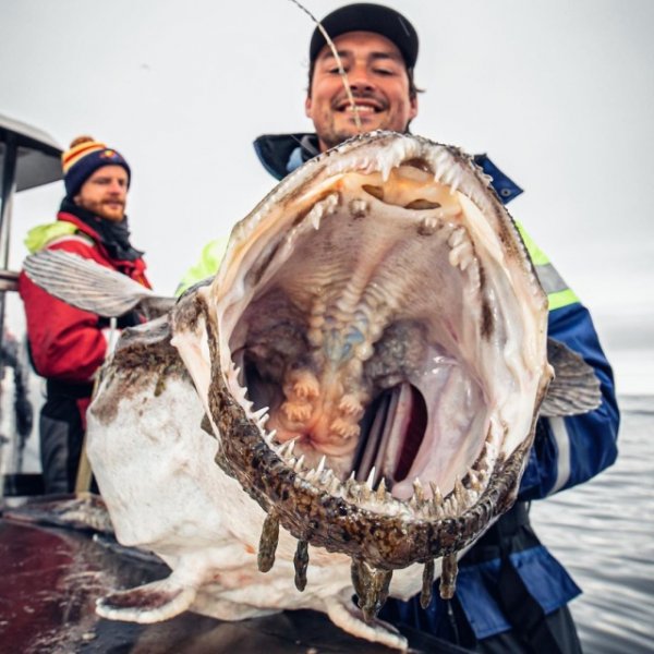 Чудища морских глубин Чудища морских глубин