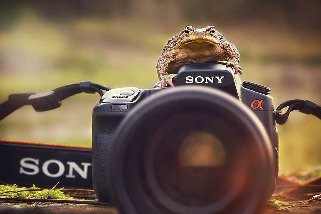 Звери, которые тоже любят фотографировать-10