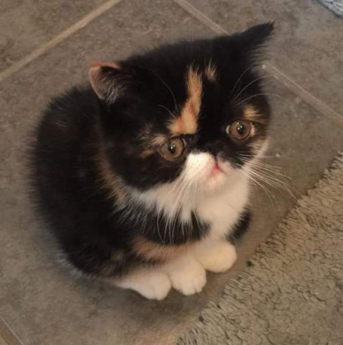 Котики и кошечки, которые вызовут у вас улыбку (29 фото) Котики и кошечки, которые вызовут у вас улыбку (29 фото)