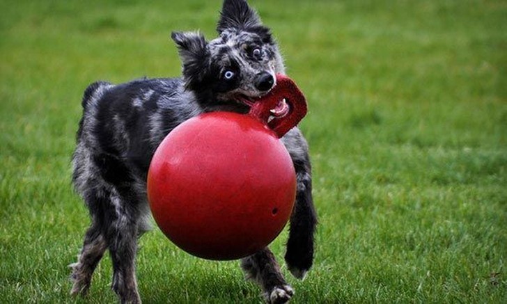 20 собак, которые не подозревают о том, насколько глупо выглядят со своими игрушками