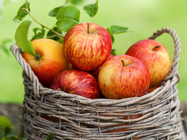 Обои яблоки, корзина, урожай, спелые, фрукты для рабочего стола, раздел еда